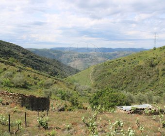 Ervedosa do Douro,  PT