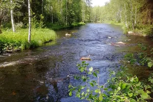 Kesärannantie/ Uramonkoskentie, Viekijärvi, Lieksa