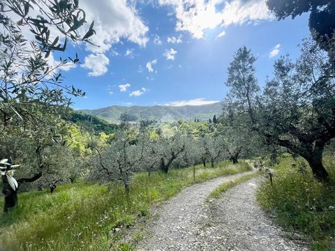 Carmignano,  IT