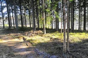 Tuoresniementie, Savonlinna