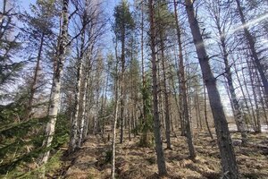 Ristijärventie, Sotkamo