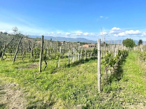 Carmignano,  IT