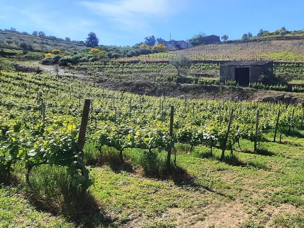 Ervedosa do Douro,  PT