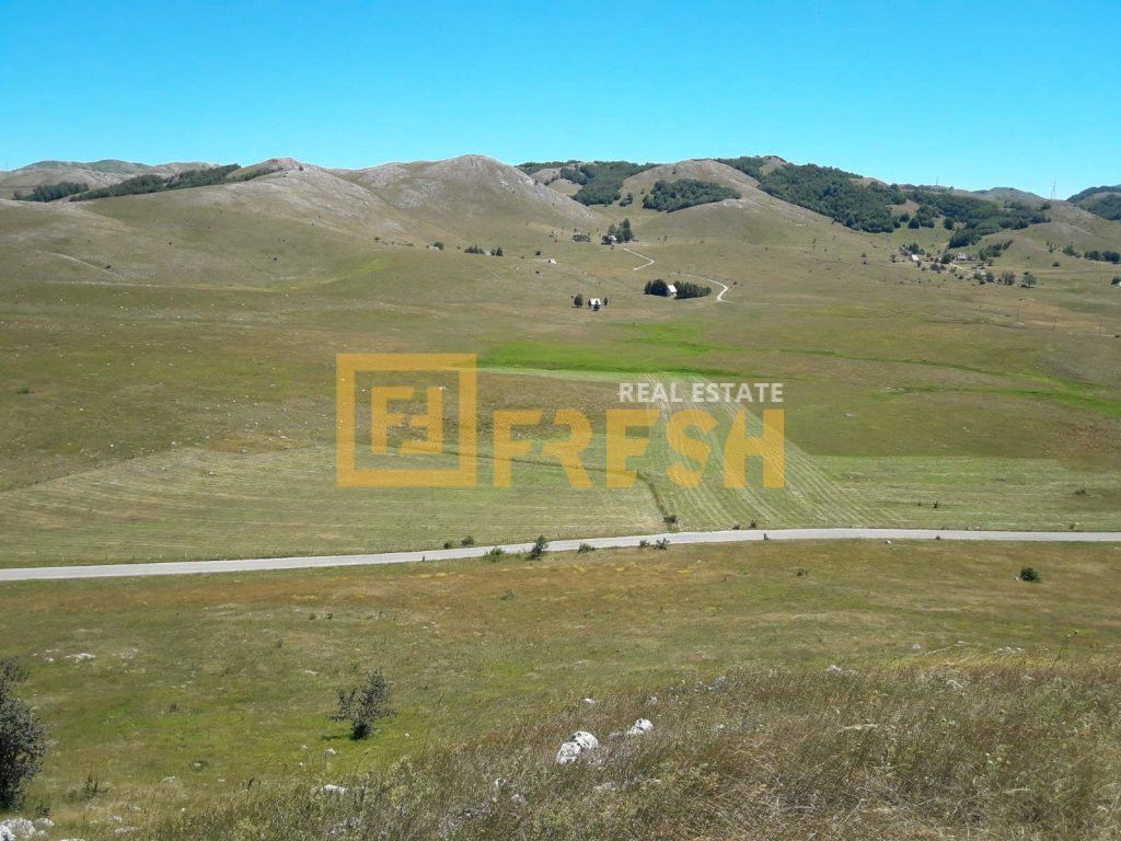 Northern Region, Savnik