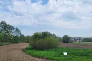 Zielonki