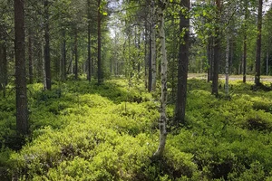 Pyhätunturi, Urpakuja Kortteli 9053, tontti 2, Pyhätunturi, Kemijärvi