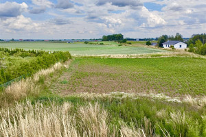 Złota