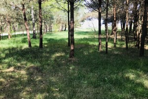 Leśna