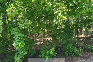 Józefów