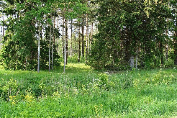 plot for sale, land-profit land - Karepa, Haljala vald, Lääne-Virumaa