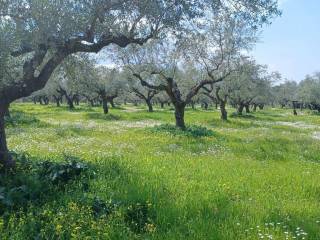 Oichalia,  GR