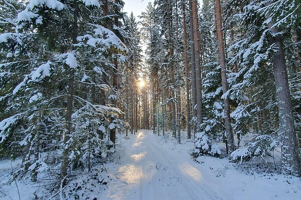 plot for sale, land-profit land - Võhu, Vinni vald, Lääne-Virumaa