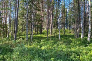 Tapiolantie 13, 93600 Kuusamo