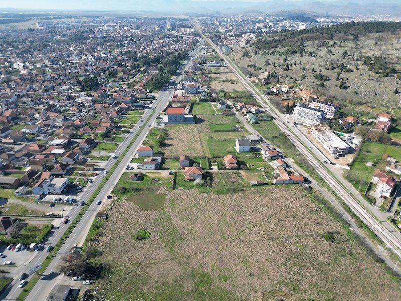 Podgorica, Masline