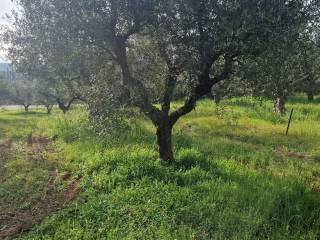 Messini,  GR