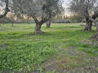Amaliada,  GR