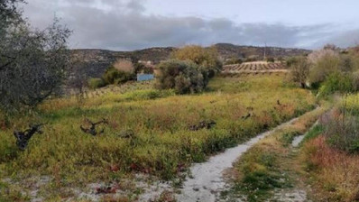 Laneia, Limassol