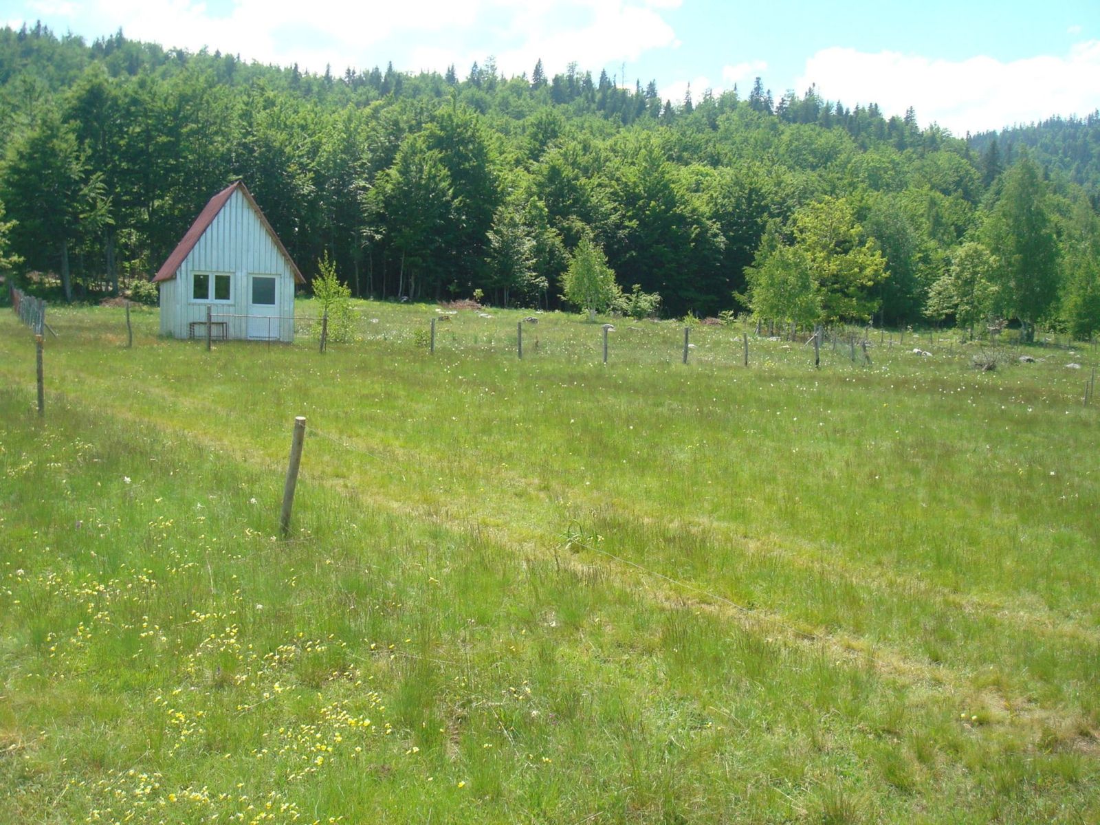 Northern Region, Pluzine