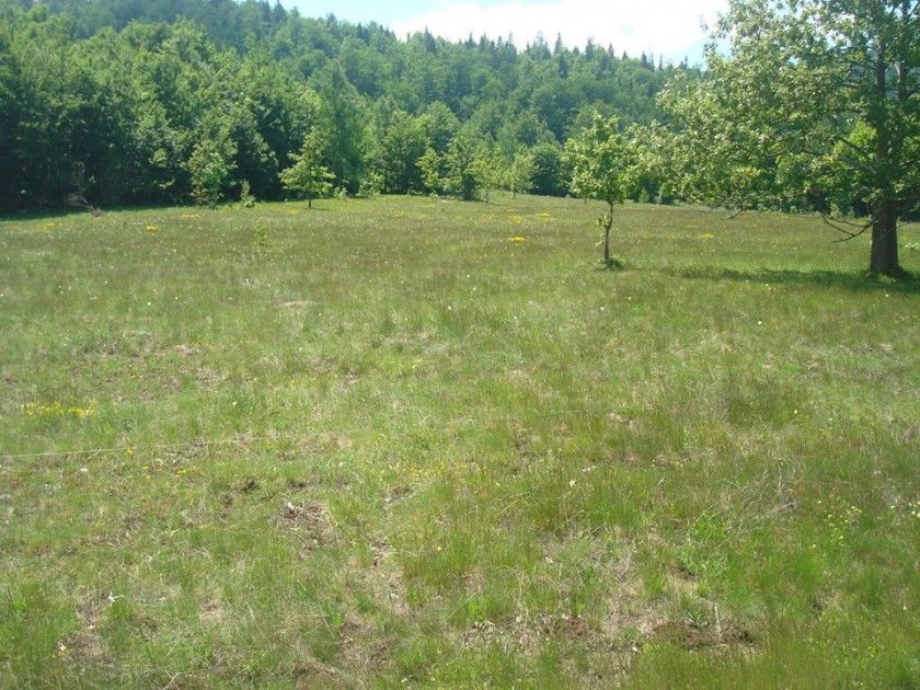 Northern Region, Pluzine
