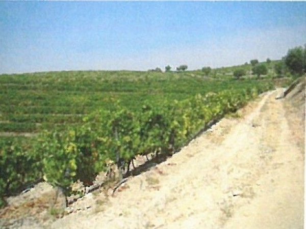 Oliveira,  PT