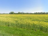 Šakių r. sav. Kirmiškių k.