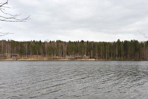 Metsäkyyhky, Paanalansaari, Hankasalmi