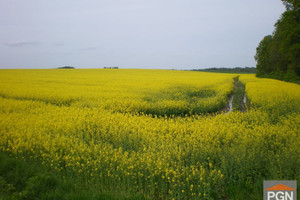 Gryfice