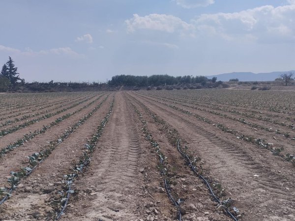 Totana,  ES