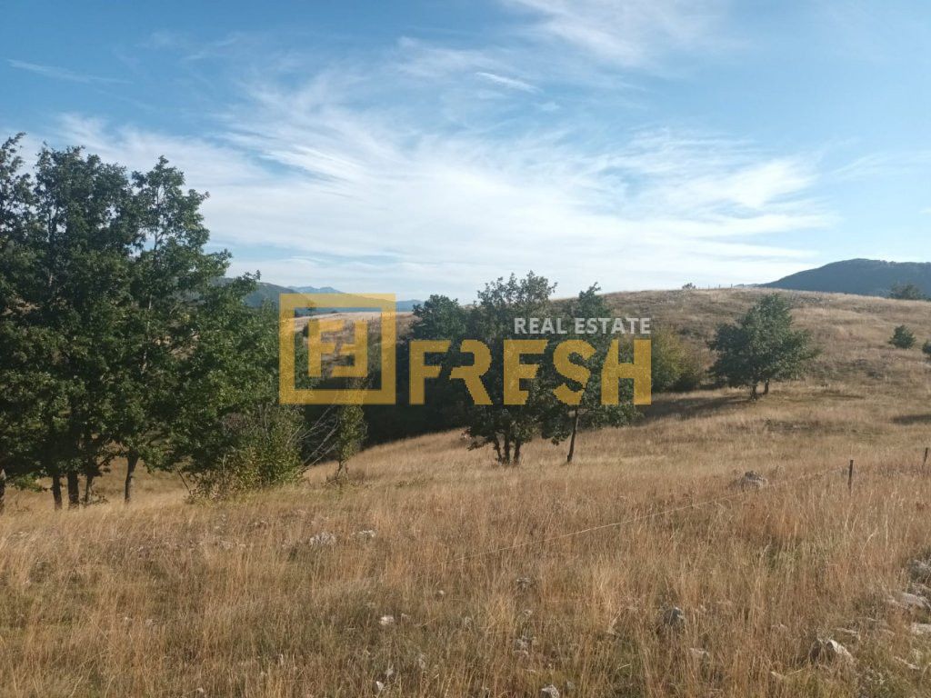 Northern Region, Pluzine