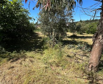 Mesquitela,  PT