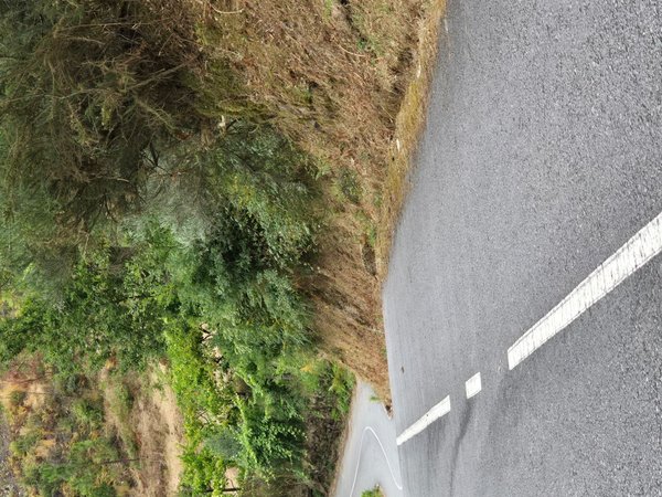 Oliveira,  PT
