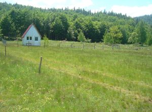 Northern Region, Pluzine
