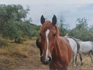 Amfikleia,  GR