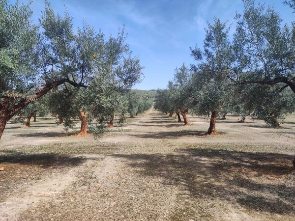 Montilla,  ES