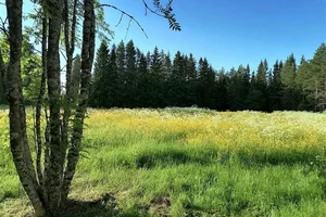 Ojanvarsi 12, Ojanvarsi, Tyrnävä