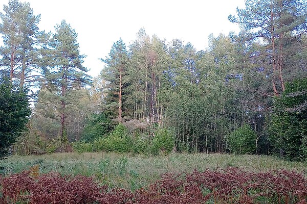 plot for sale, forested land, residential land, land-profit land - Kalda, Saarde vald, Pärnumaa