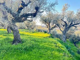 Thouria,  GR