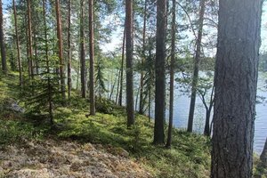 Mäntysaarentie, Savonranta, Savonlinna
