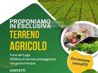 Viareggio,  IT