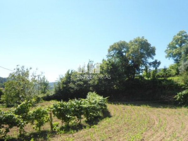 Nespereira,  PT