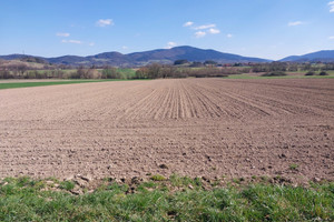 Wiśniowa