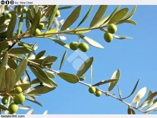 Carovigno,  IT