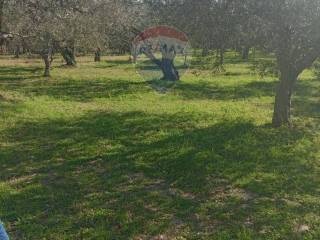 San Giuliano di Puglia,  IT
