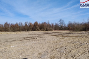 Żabia Wola