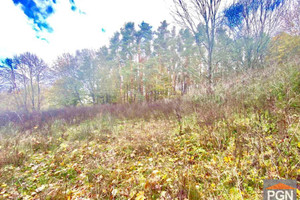 Rymań