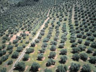 Alcaudete,  ES