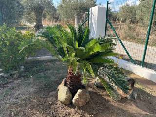 Aidipsos,  GR