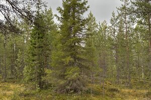 Juliuksentie, Ahvenkangas, Kittilä