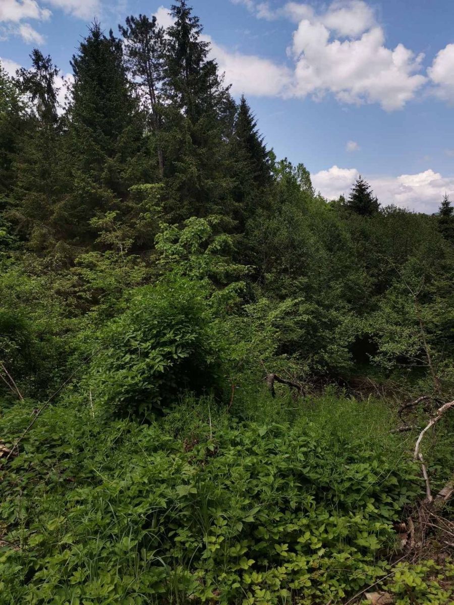 Bijelo Polje, Potkrajci