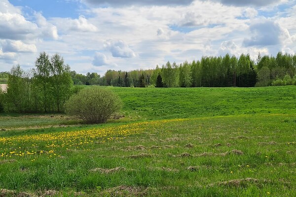 plot for sale, land-profit land - Pedajamäe, Otepää vald, Valgamaa